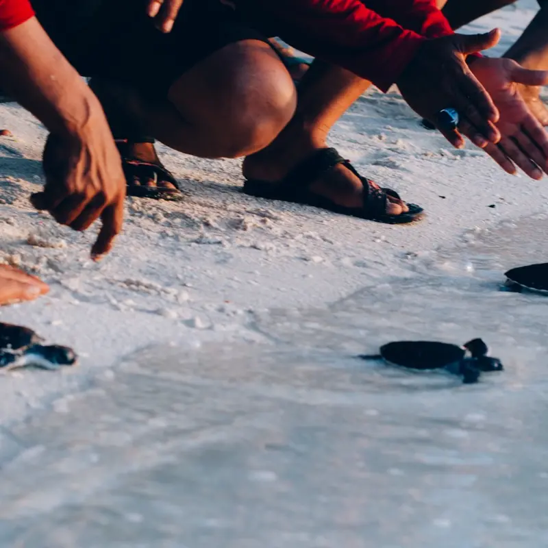 Observation of Caretta Caretta turtles swimming in the sea part of Filiko Tours Beach Games Activity