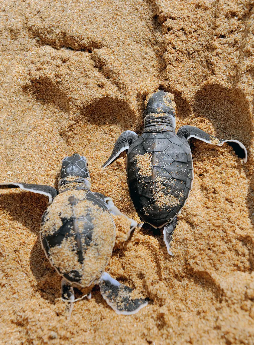 Caretta Caretta Turtles in Rethymno Beach part of Filiko Tours Beach Games Activity